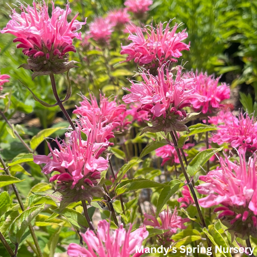 Marshall's Delight Bee Balm | Monarda didyma traditional flower vase  