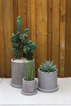 Marta Pot plant seeds  