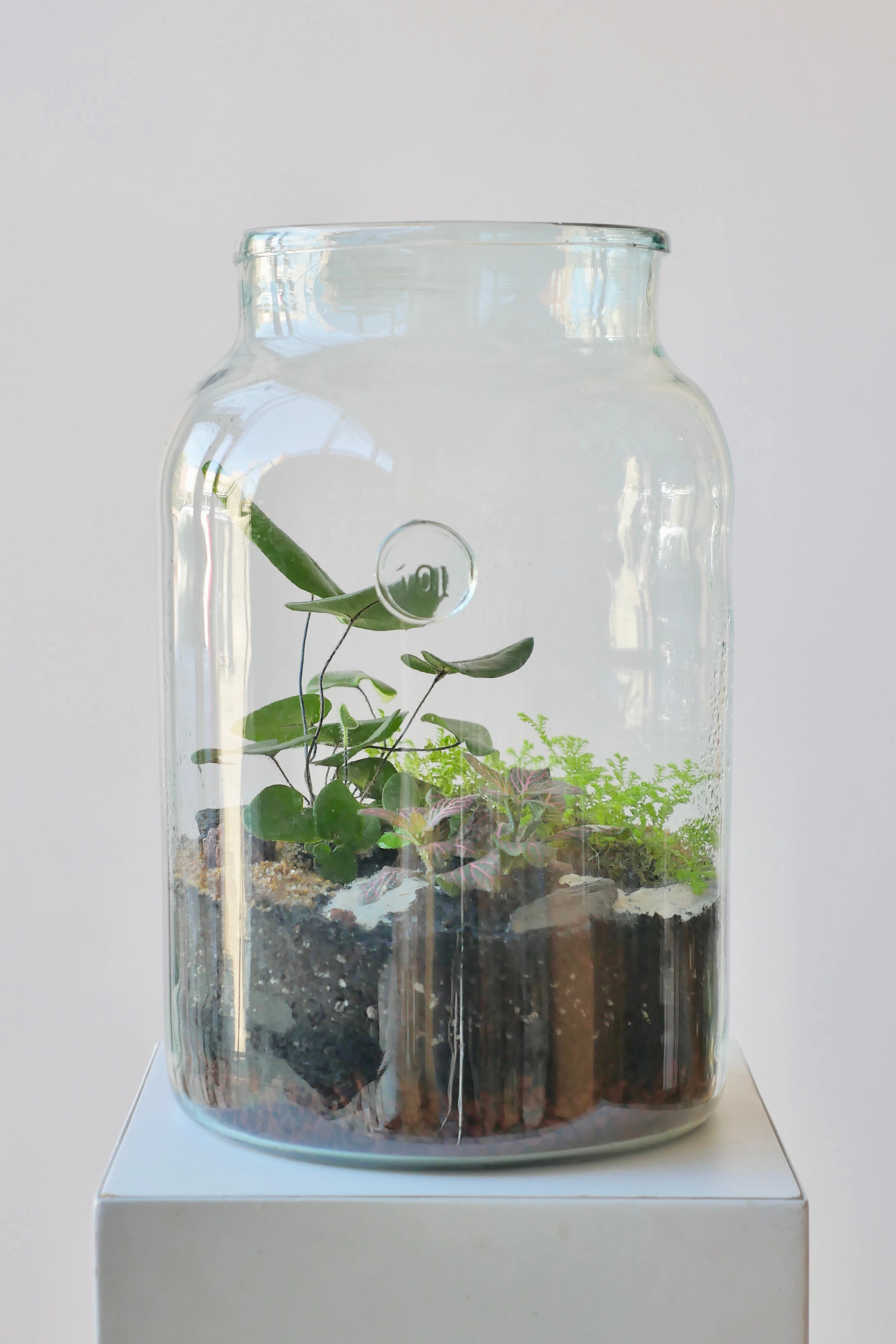 Mason 10L Jar Planted Terrarium