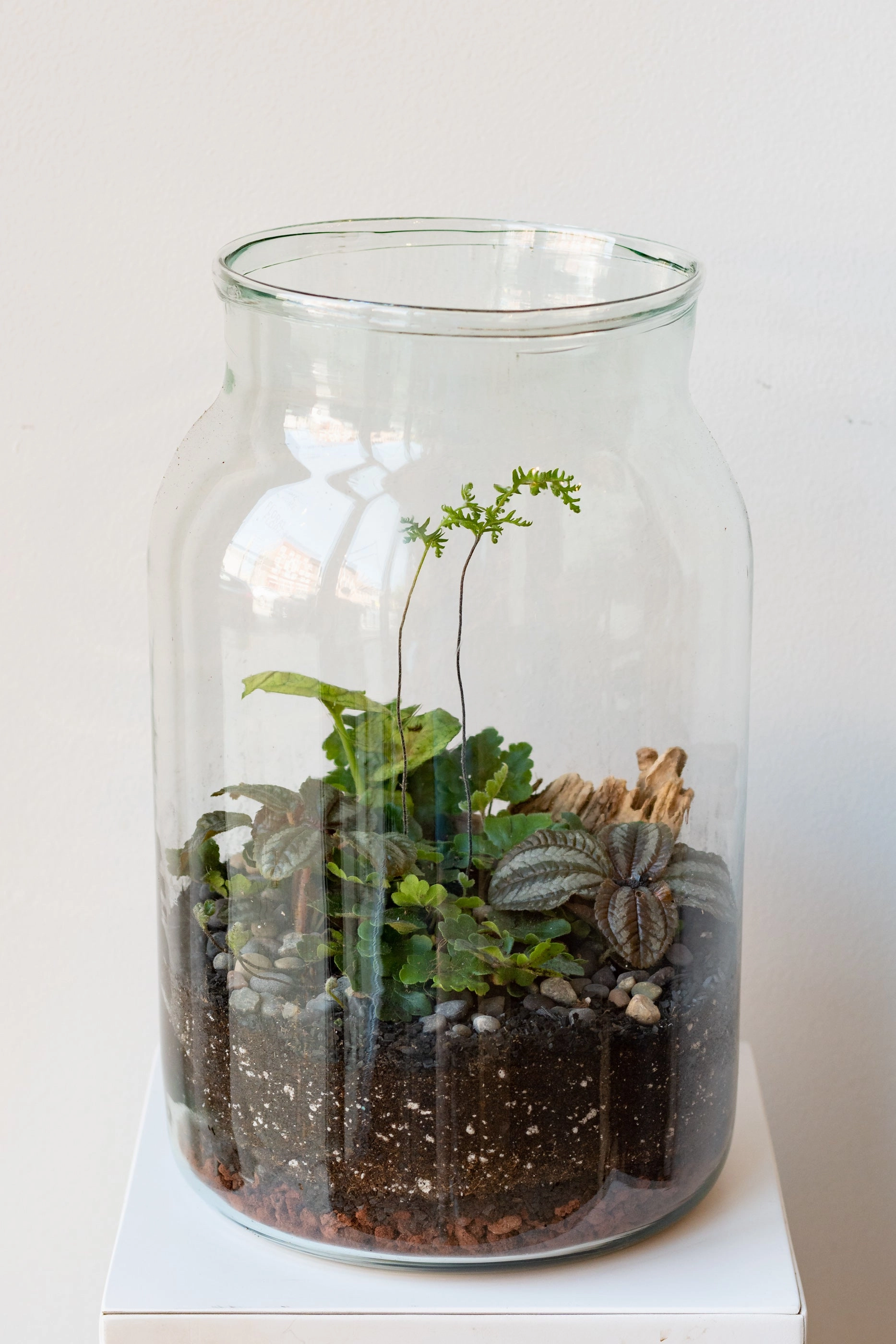 Mason 10L Jar Planted Terrarium
