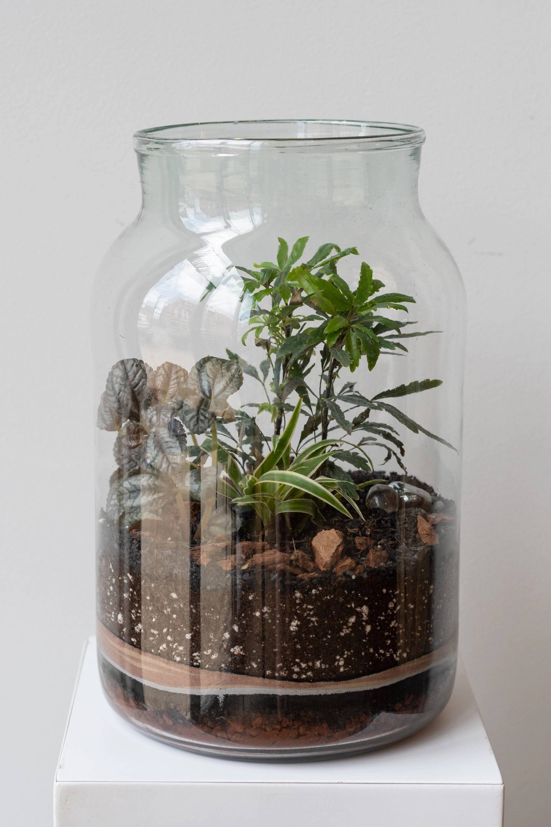 Mason 10L Jar Planted Terrarium