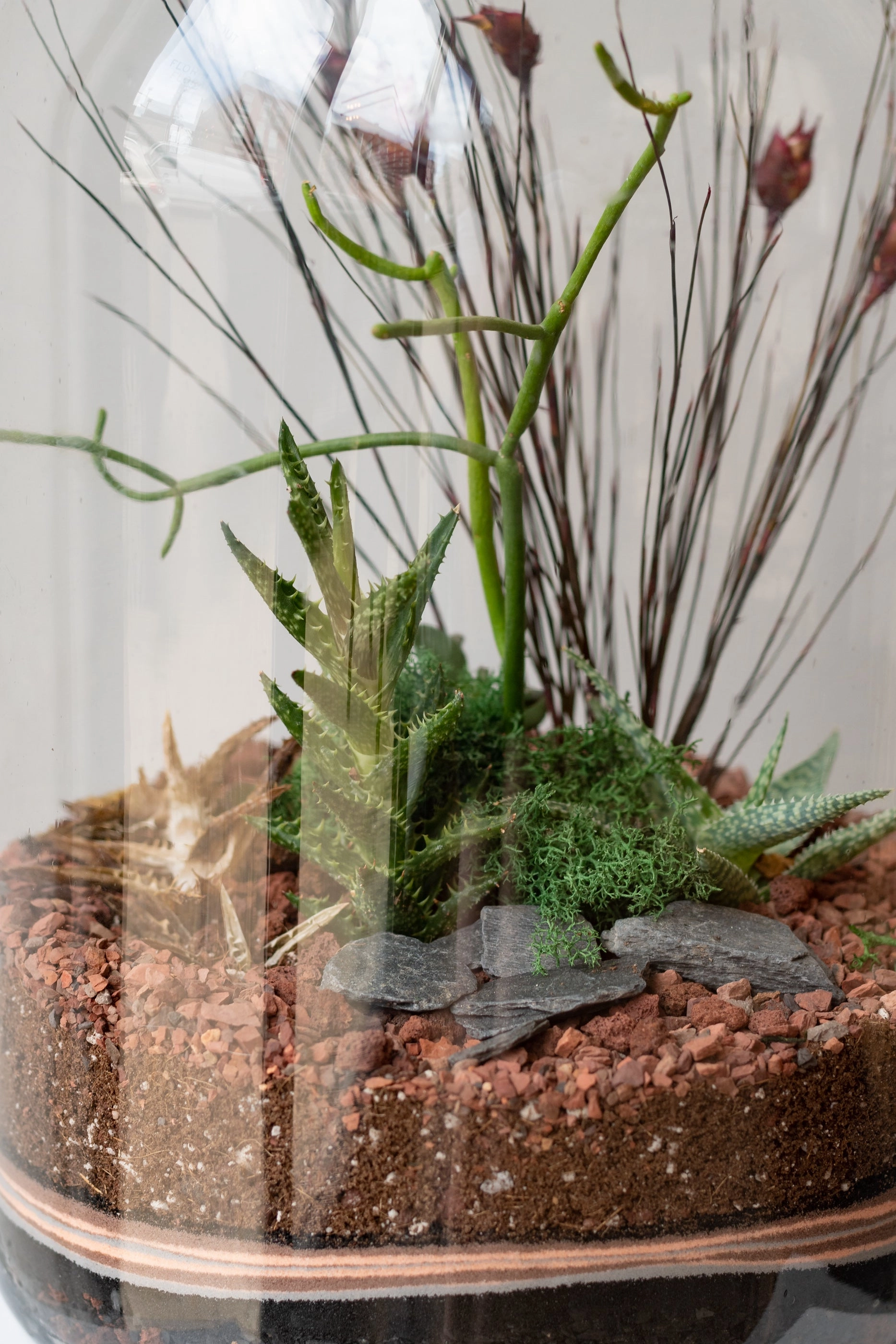 Mason 10L Jar Planted Terrarium