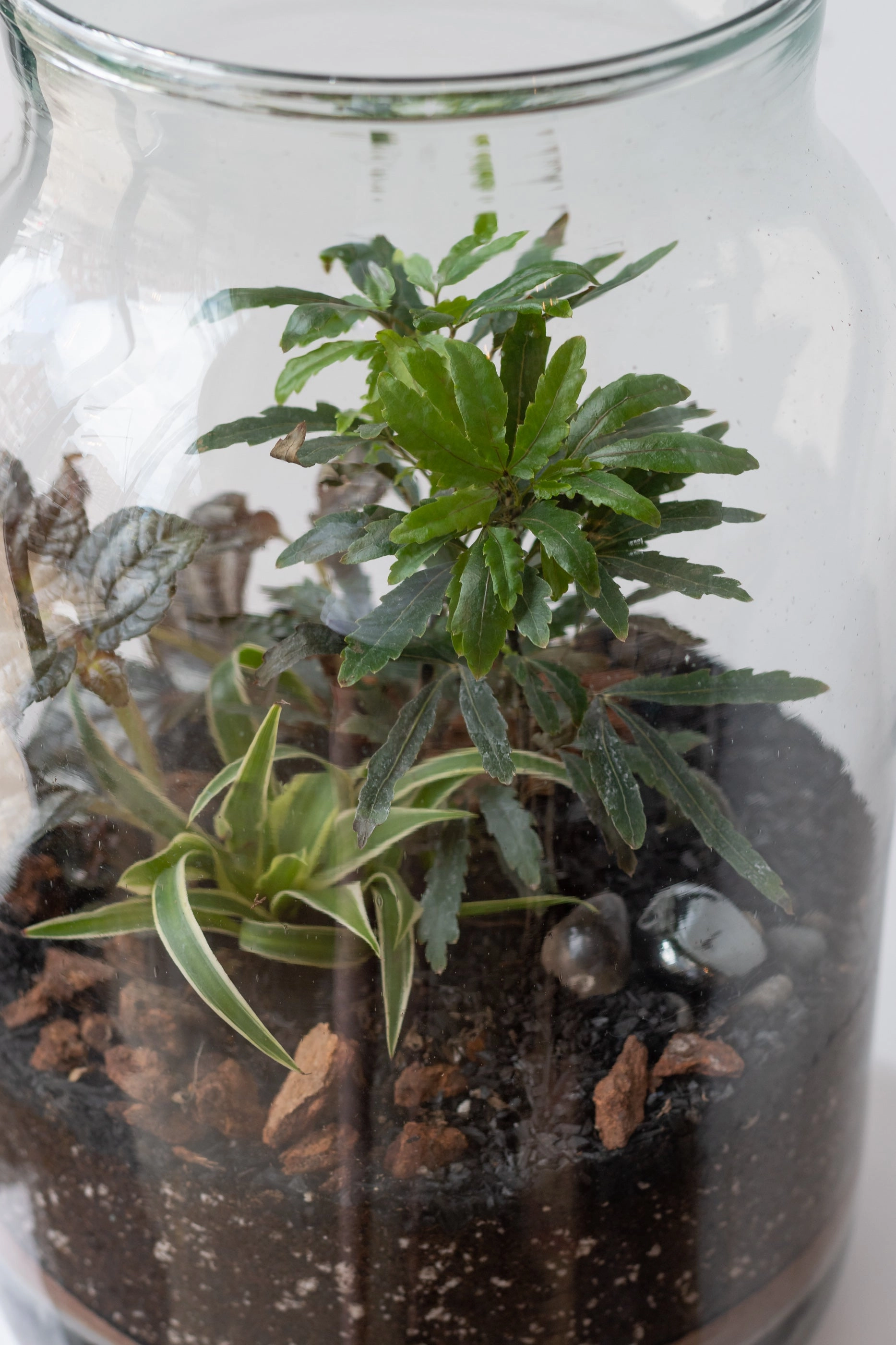 Mason 10L Jar Planted Terrarium