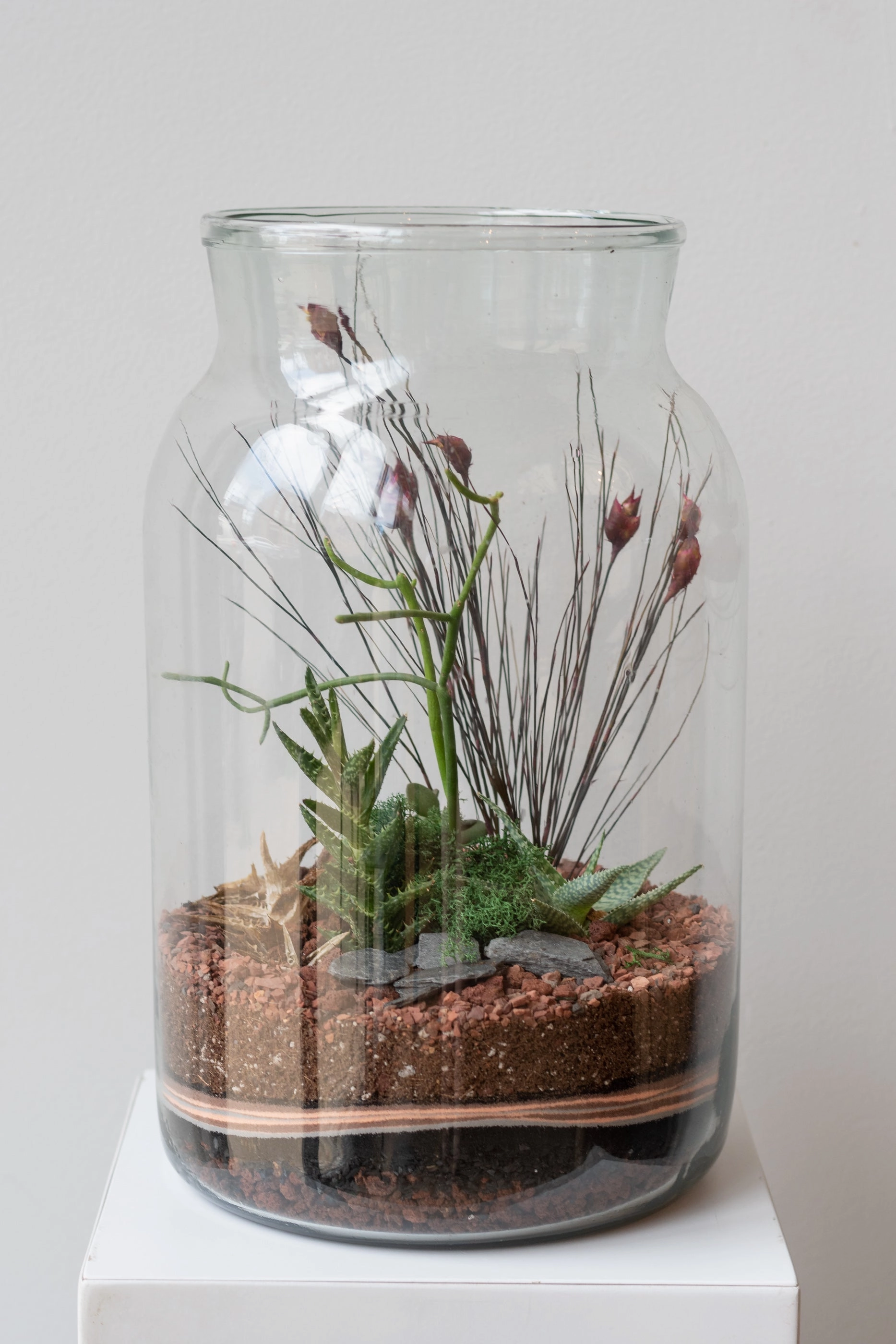 Mason 10L Jar Planted Terrarium
