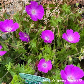 Max Frei Bloody Cranesbill | Geranium traditional flower vase  