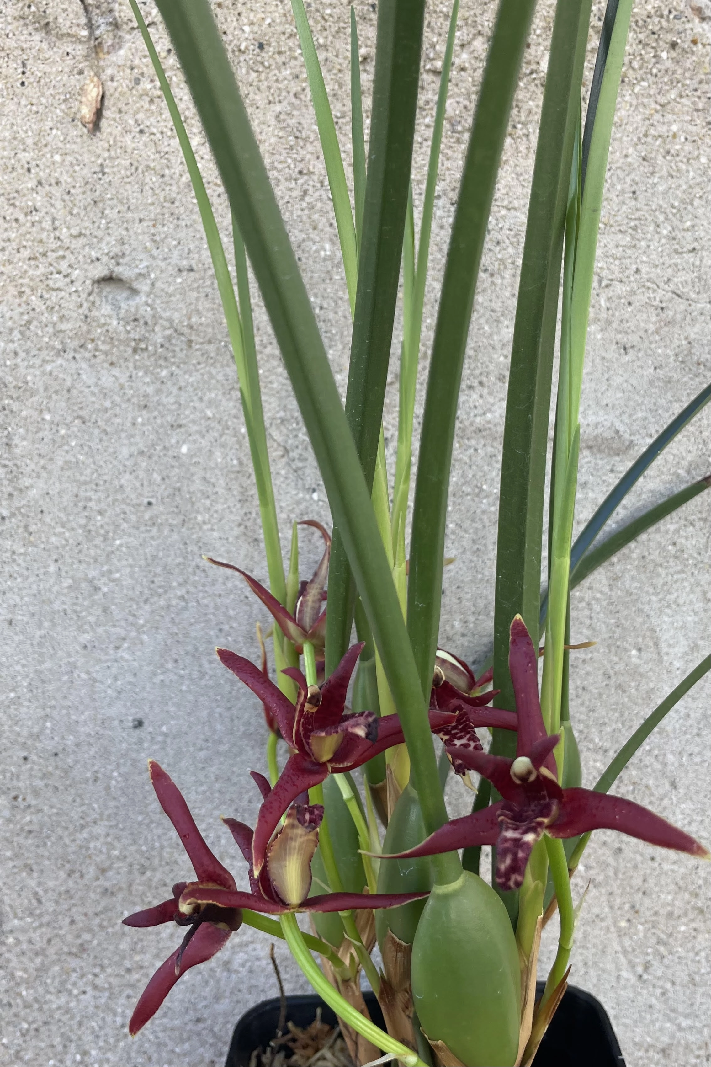 Maxillaria orchid 3"