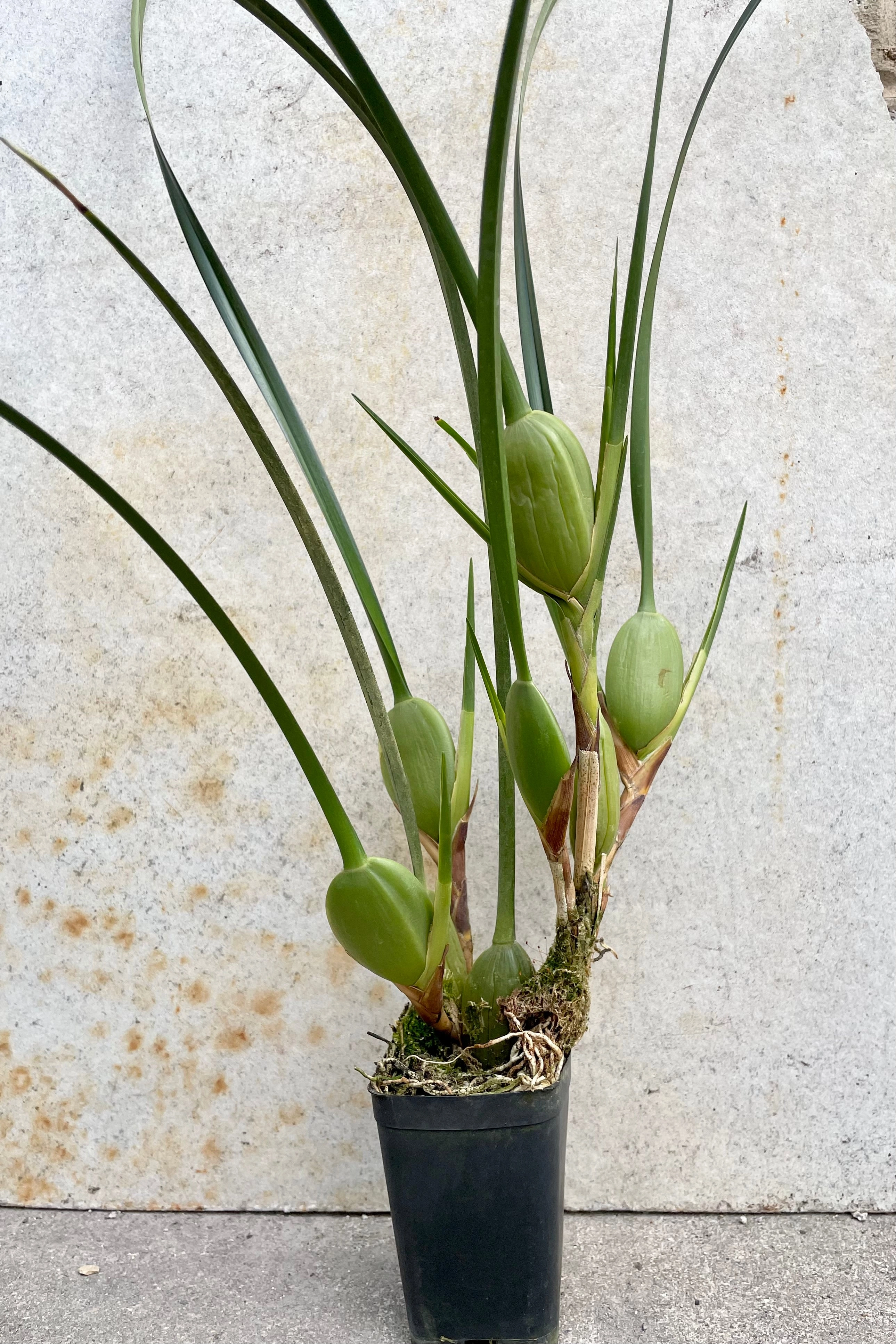 Maxillaria orchid 3"