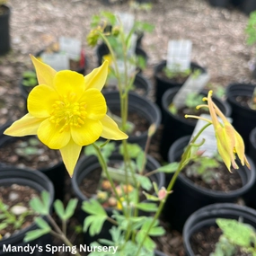 McKana Hybrids Mixture Columbine | Aquilegia single layer plant shelf  