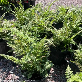Metallicum Japanese Painted Fern  | Athyrium niponicum pictum single layer plant shelf  