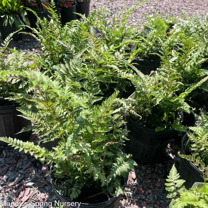 Metallicum Japanese Painted Fern  | Athyrium niponicum pictum single layer plant shelf  