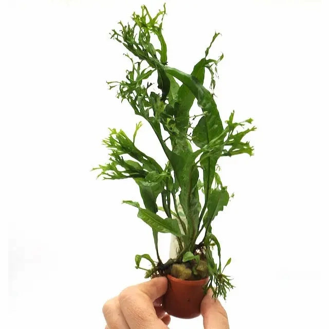 Microsorum Crested