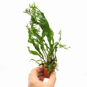 Microsorum Crested large flower pot  