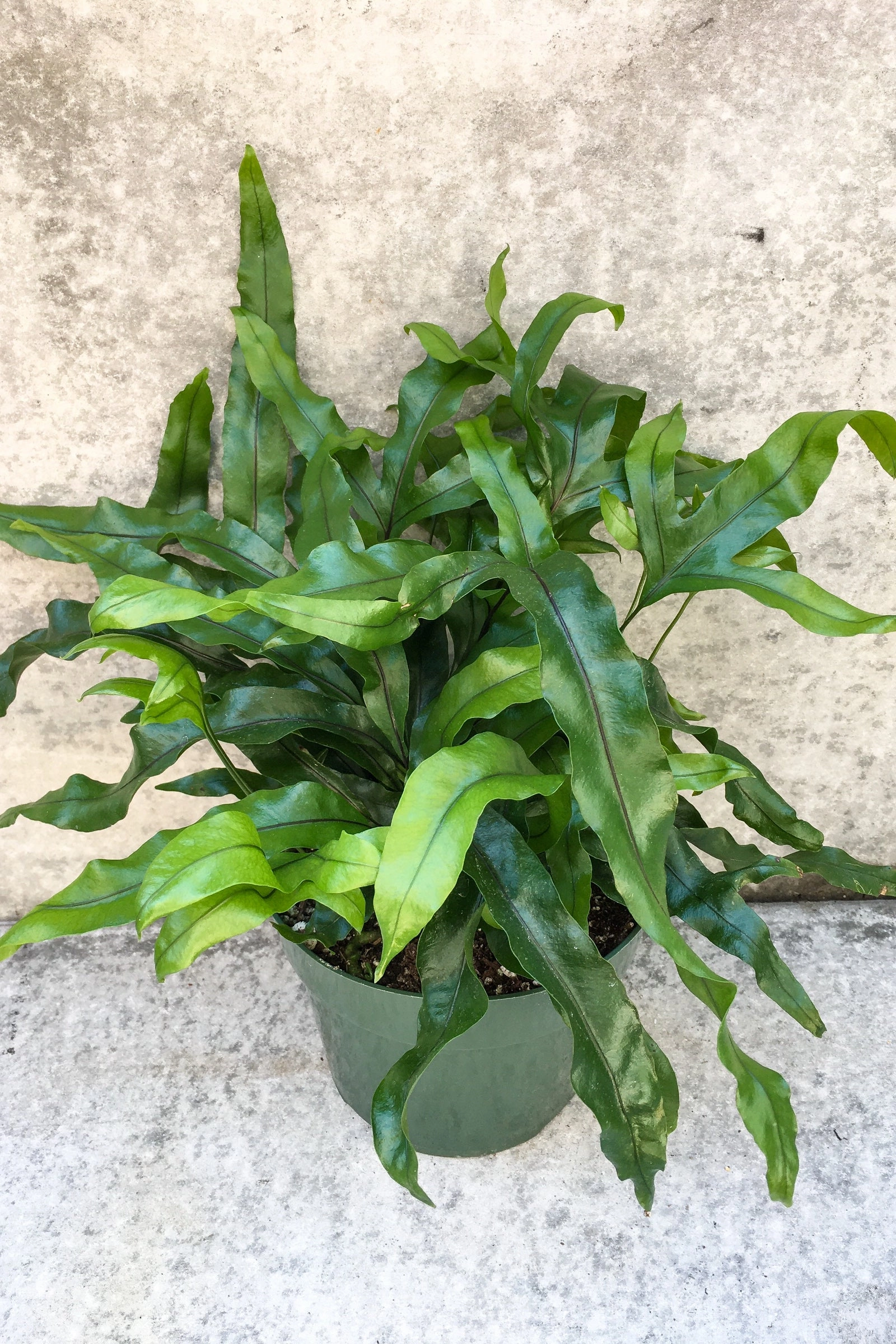 Microsorum diversifolium "Kangaroo Fern" 6"
