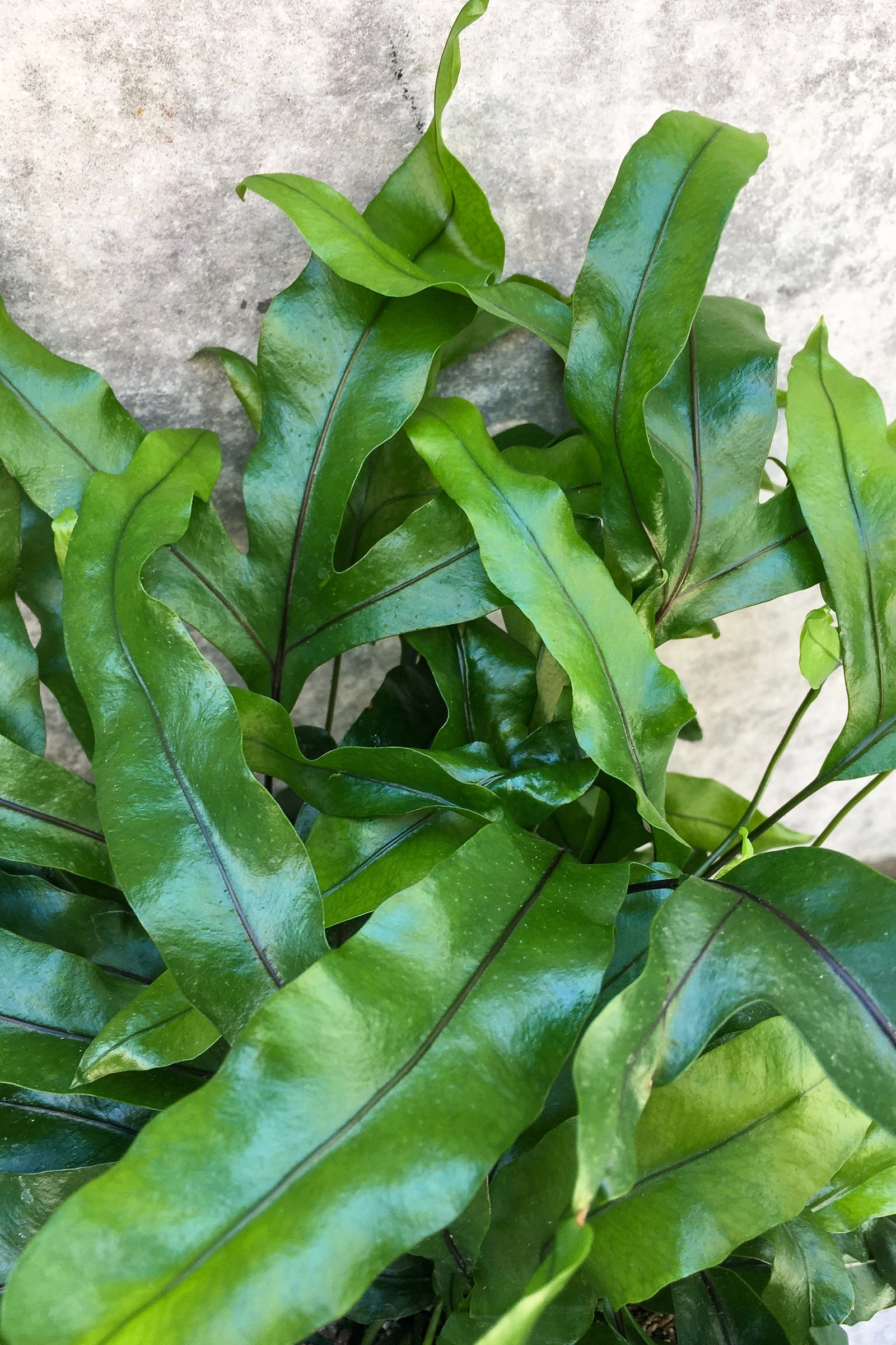 Microsorum diversifolium "Kangaroo Fern" 6" medium flower pot  