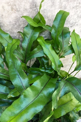 Microsorum diversifolium "Kangaroo Fern" 6" medium flower pot  