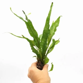 Microsorum pteropus large flower pot  
