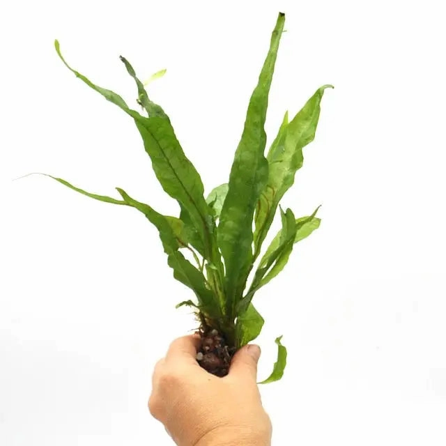 Microsorum pteropus large flower pot  