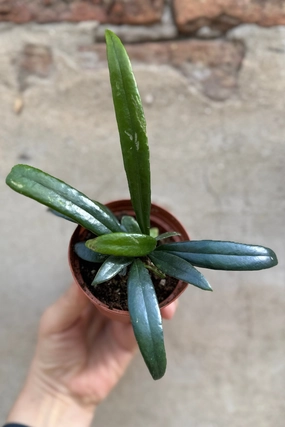 Microsorum thailandicum "Oil Fern" 3" medium flower pot  