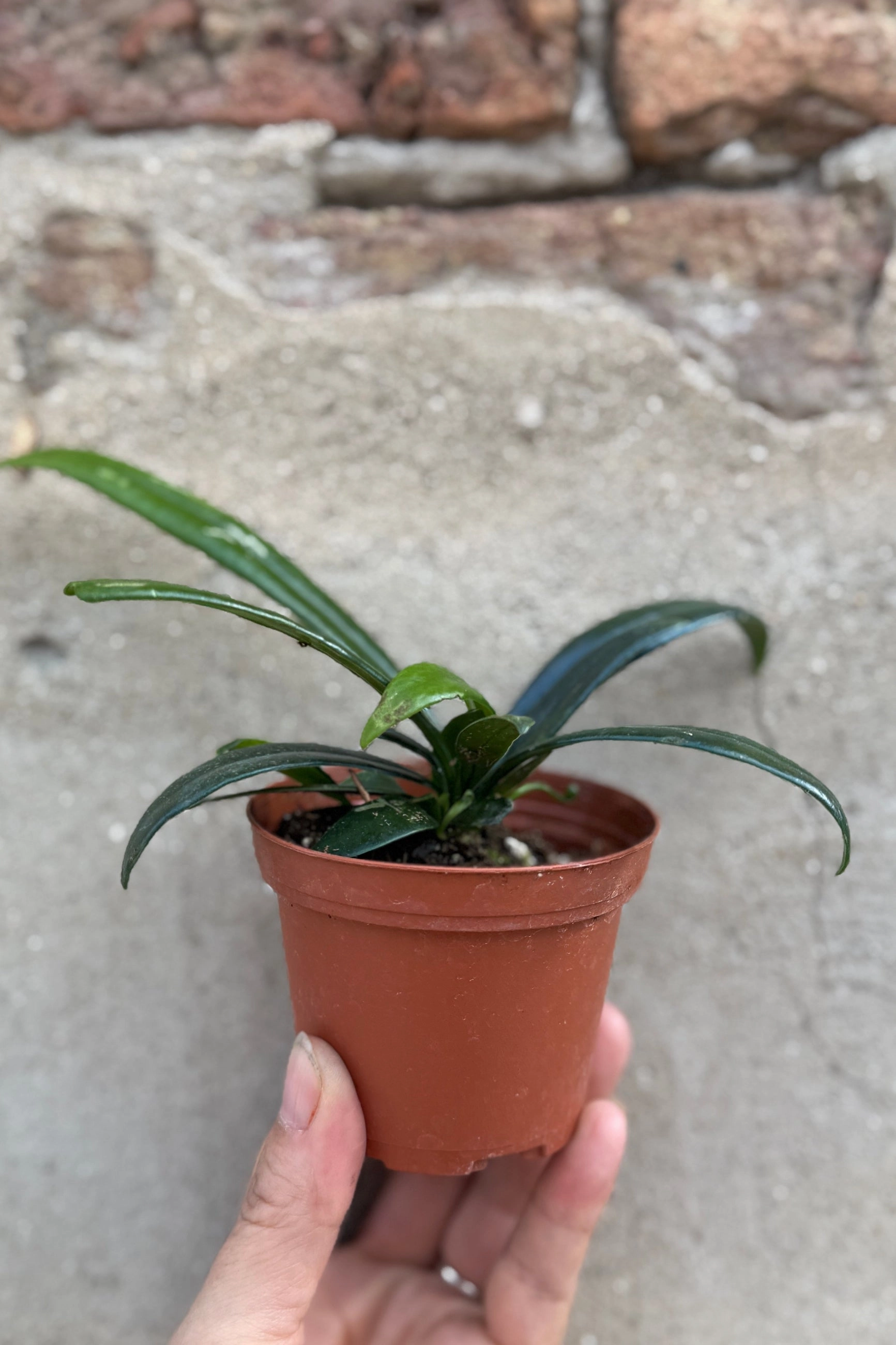 Microsorum thailandicum "Oil Fern" 3"