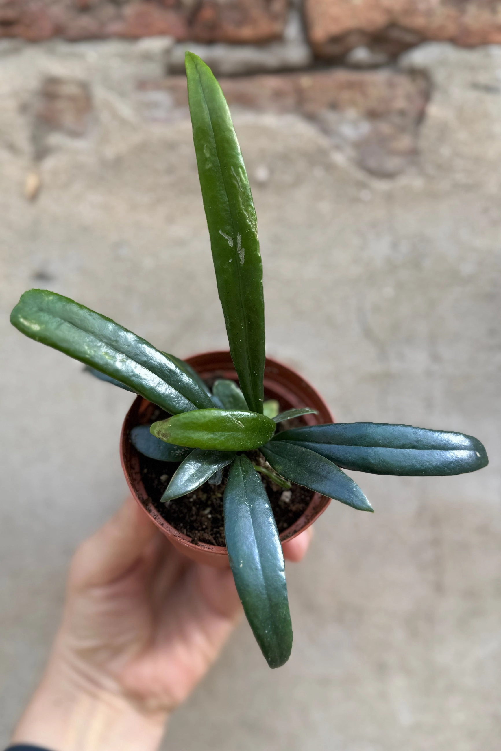 Microsorum thailandicum "Oil Fern" 3" medium flower pot  