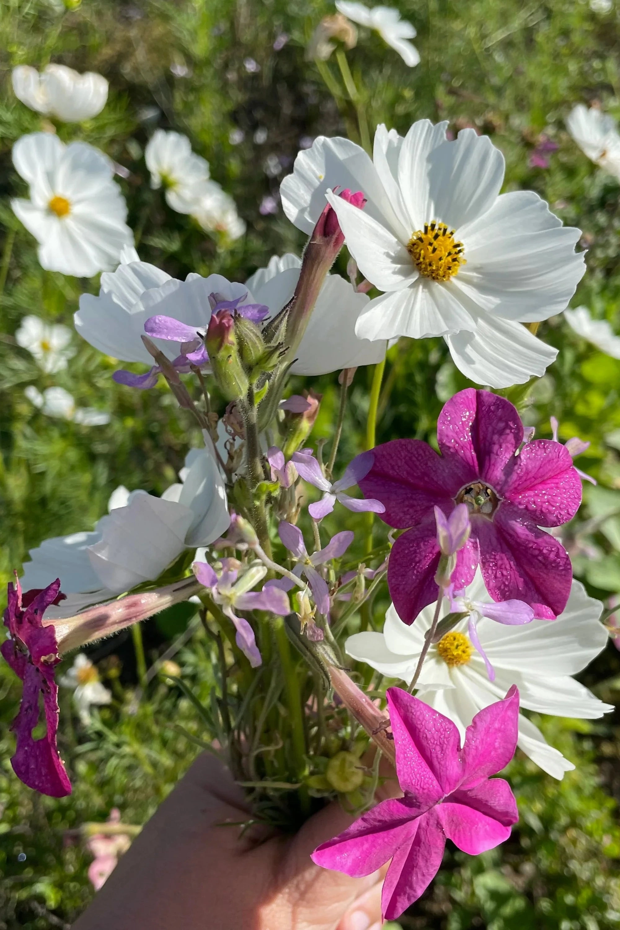 Midnight Garden Flower Mix Art Pack Seeds