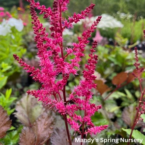 Mighty Chocolate Cherry Astilbe | Astilbe chinensis single layer plant shelf  