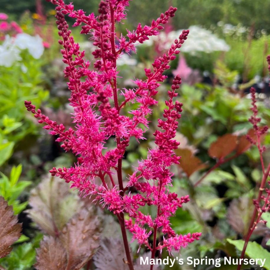Mighty Chocolate Cherry Astilbe | Astilbe chinensis single layer plant shelf  