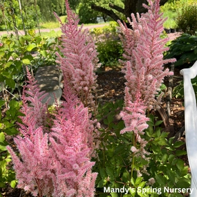 Mighty Pip Astilbe | Astilbe chinensis single layer plant shelf  