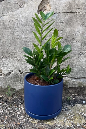 Miles Davis: ZZ & Easy medium flower pot  