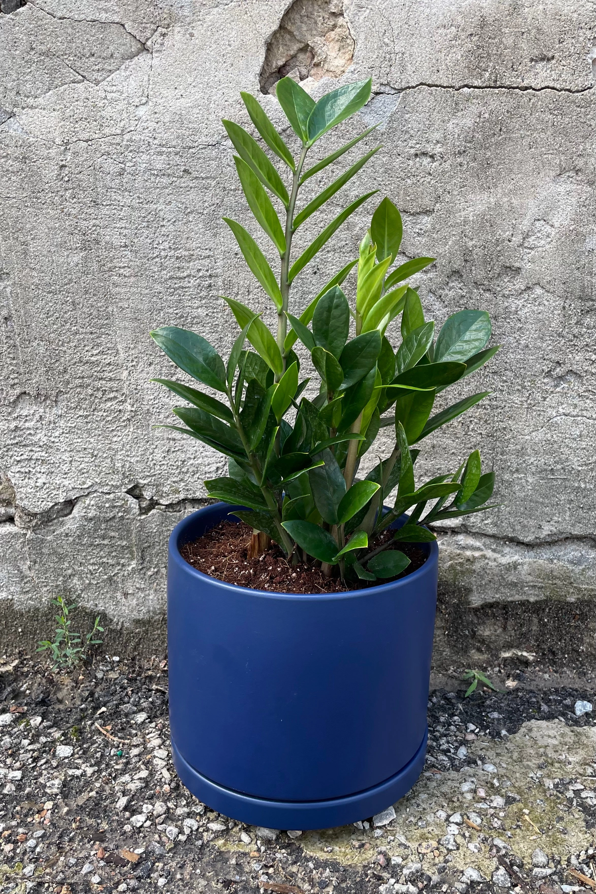 Miles Davis: ZZ & Easy medium flower pot  