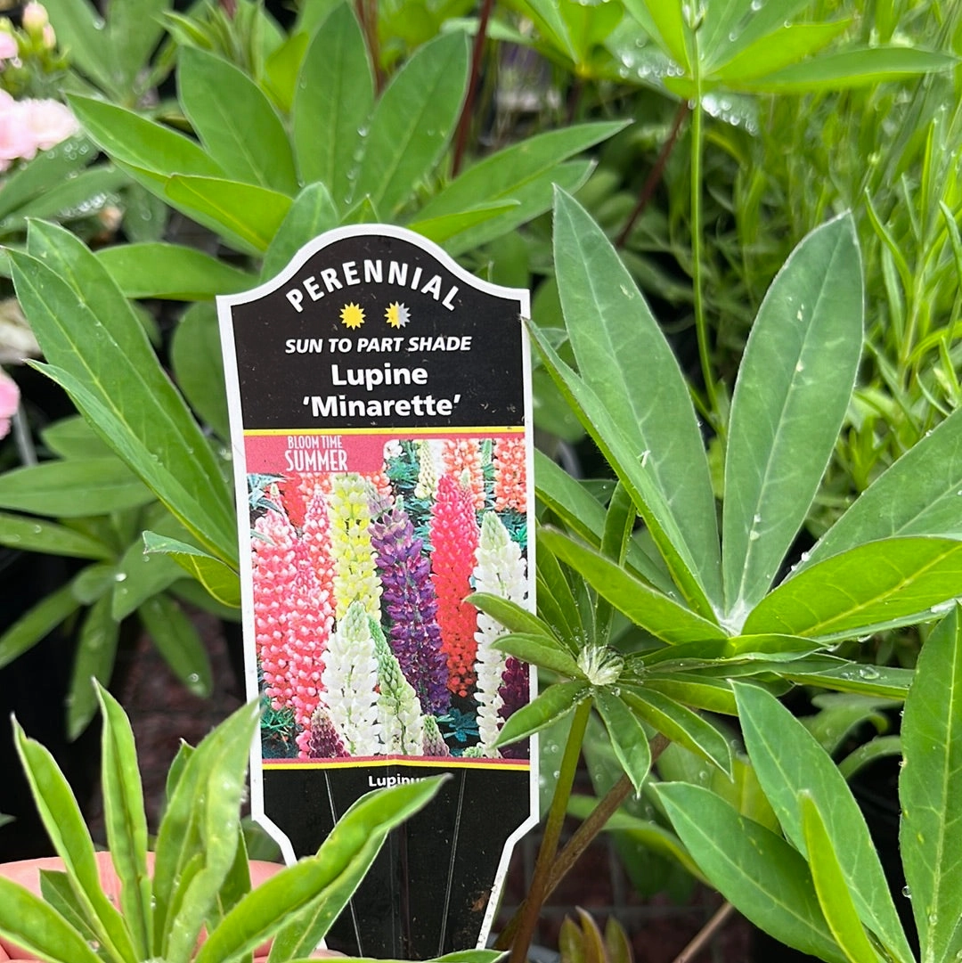 Minarette Lupine | Lupinus traditional flower vase  