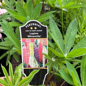 Minarette Lupine | Lupinus traditional flower vase  