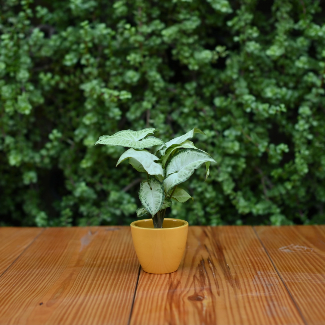 Mini Ceramic Kullad Pot For Home Dcor