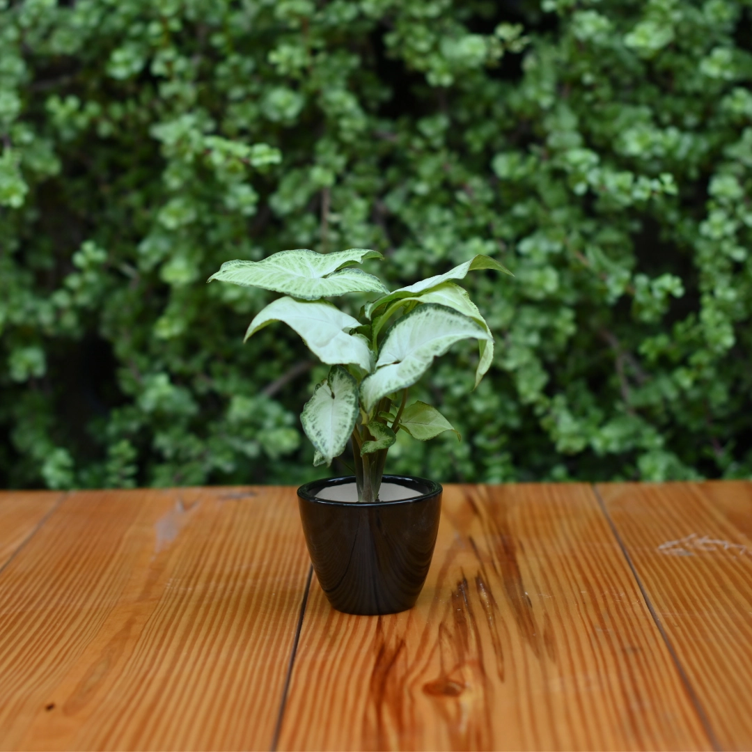Mini Ceramic Kullad Pot For Home Dcor