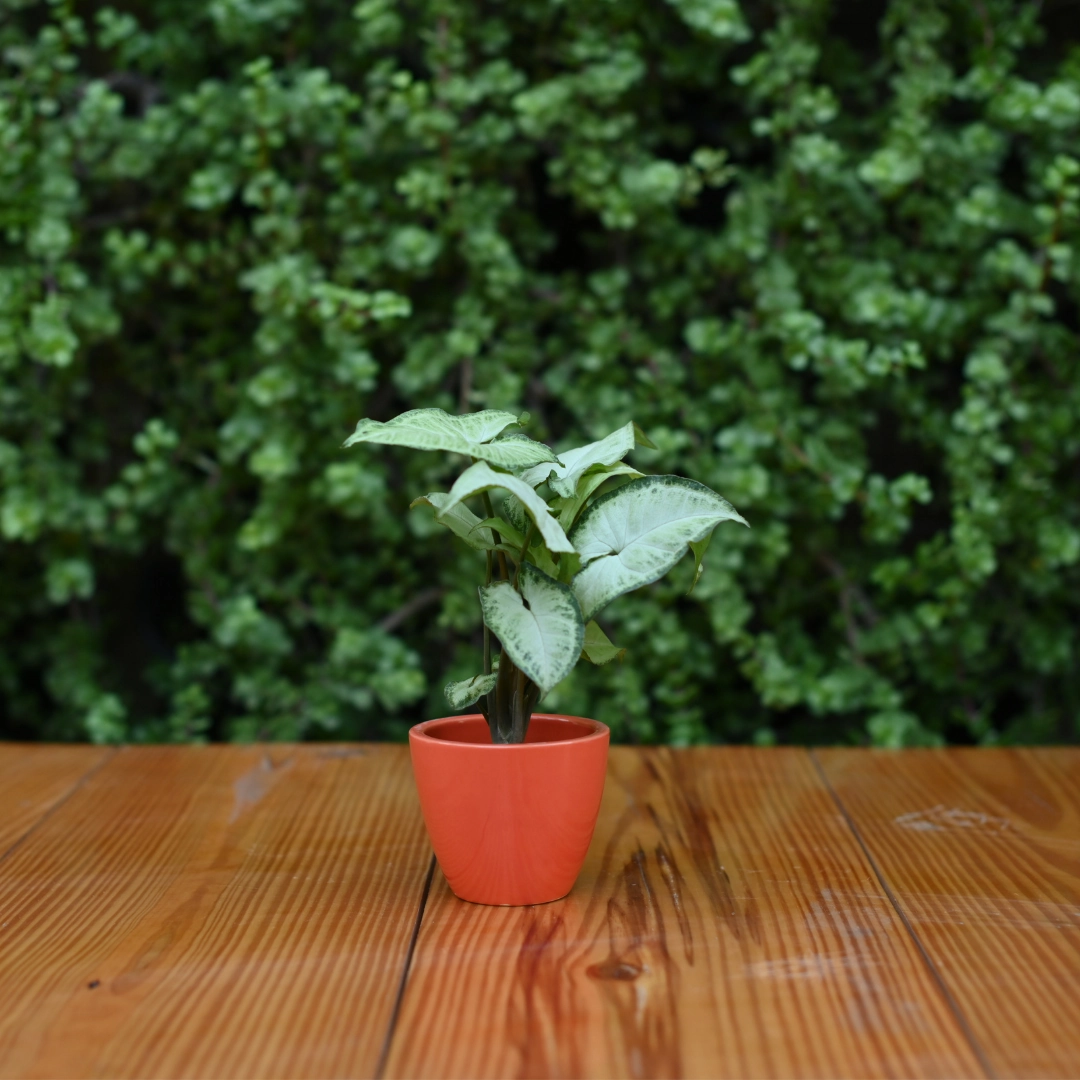 Mini Ceramic Kullad Pot For Home Dcor