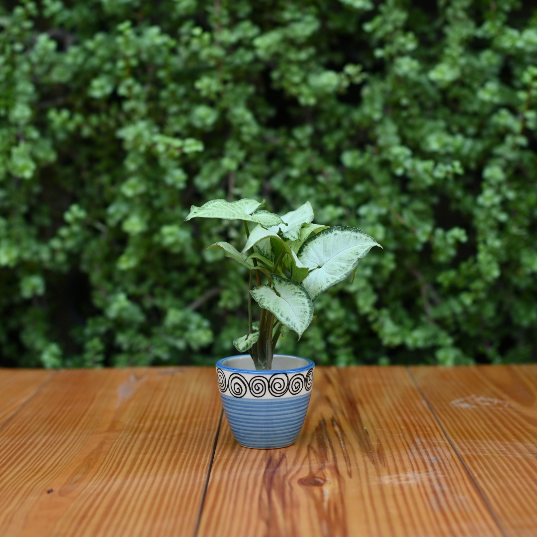 Mini Ceramic Kullad Pot For Home Dcor