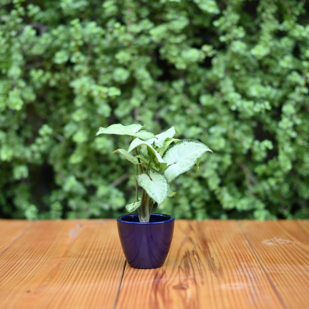 Mini Ceramic Kullad Pot For Home Dcor