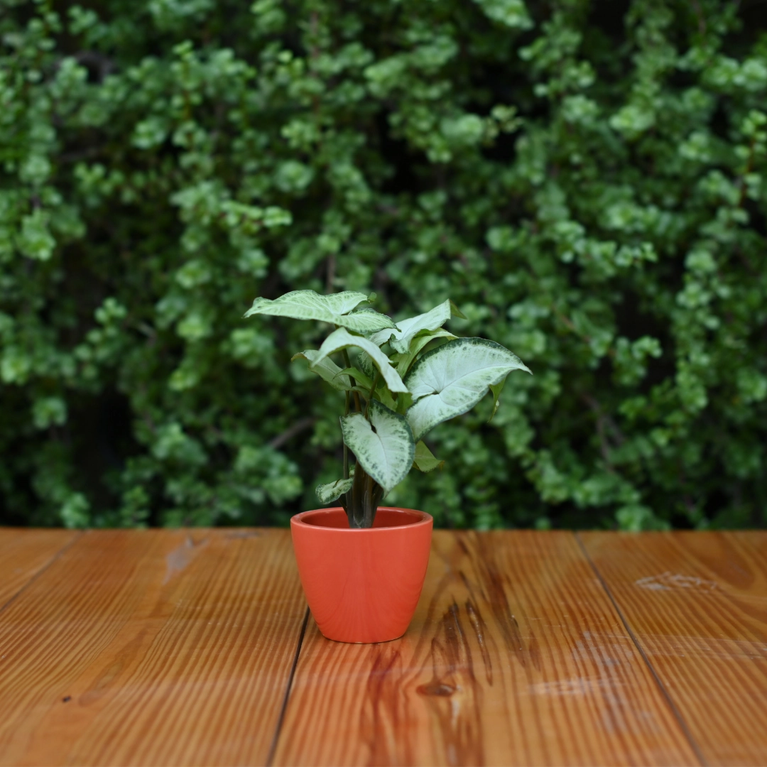 Mini Ceramic Kullad Pot For Home Dcor