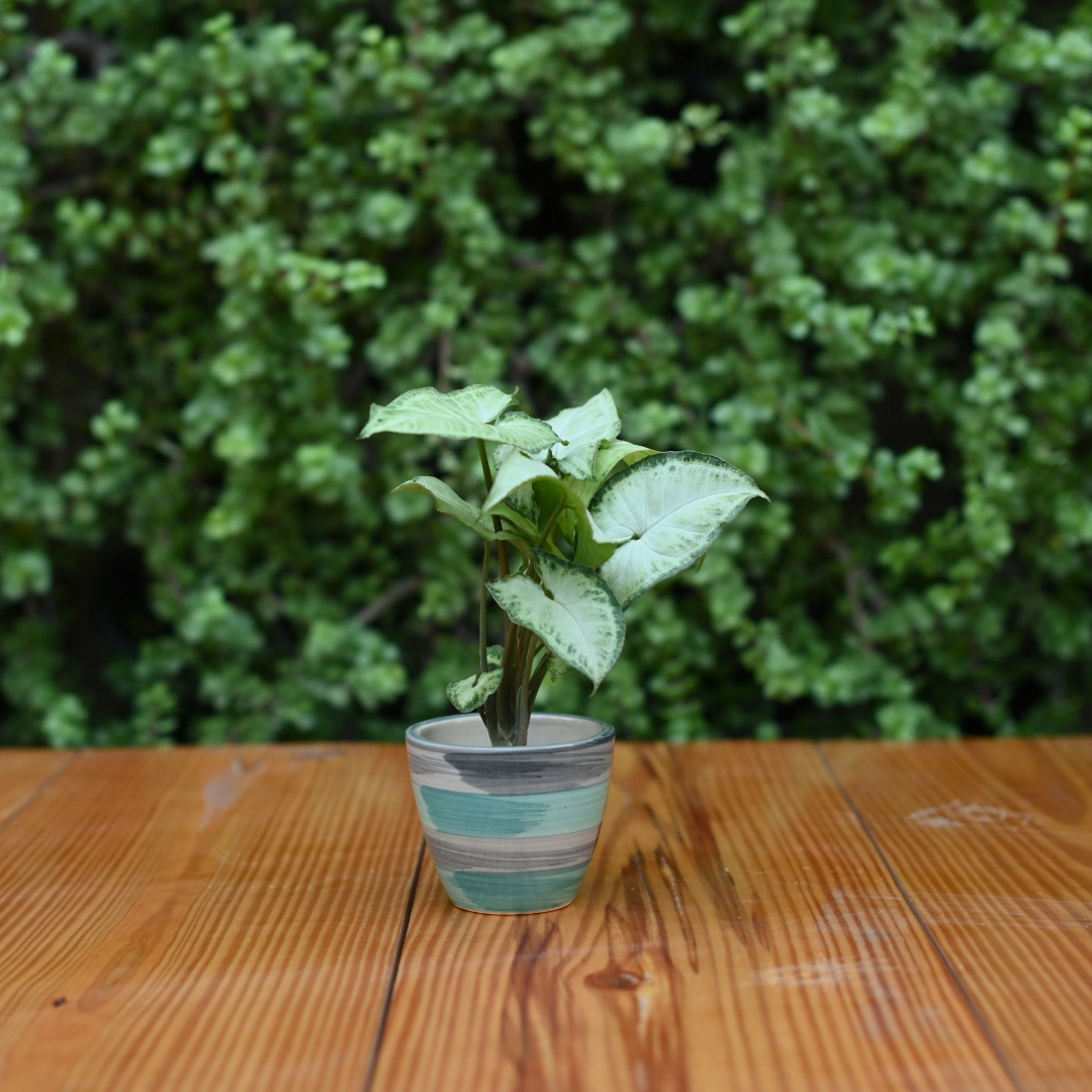 Mini Ceramic Kullad Pot For Home Dcor