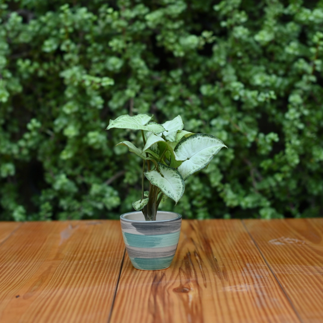 Mini Ceramic Kullad Pot For Home Dcor