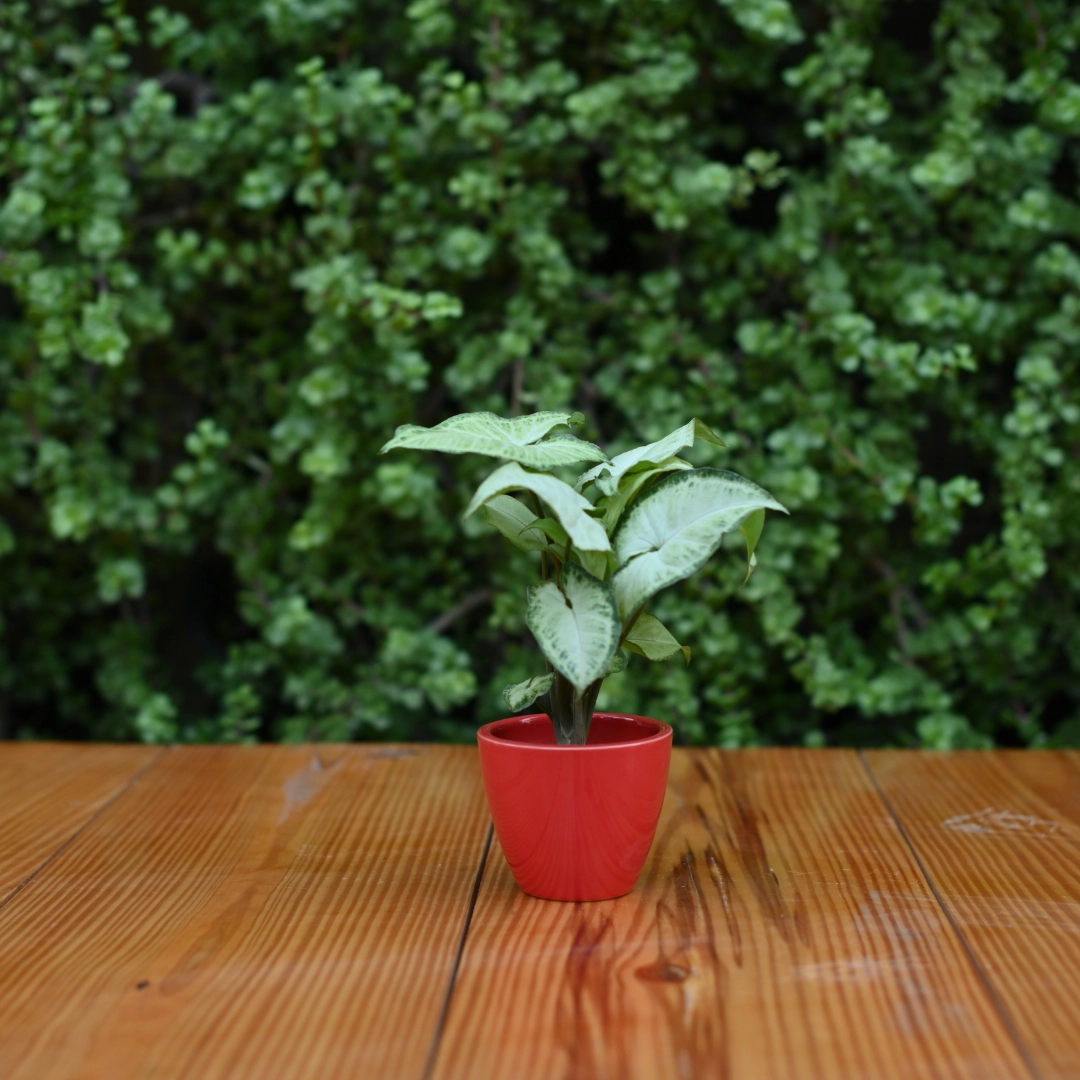 Mini Ceramic Kullad Pot For Home Dcor