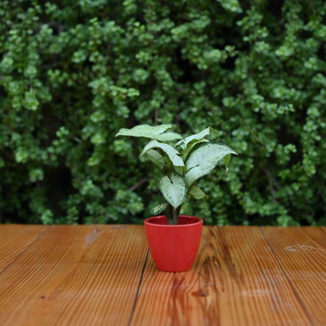 Mini Ceramic Kullad Pot For Home Dcor