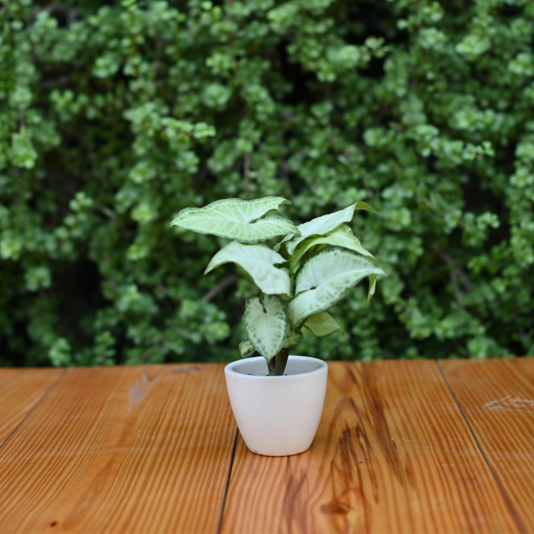 Mini Ceramic Kullad Pot For Home Dcor