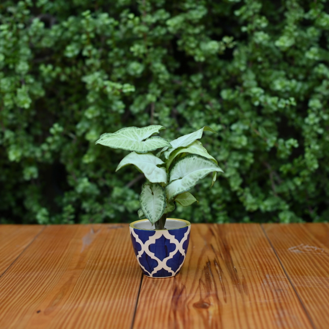 Mini Ceramic Kullad Pot For Home Dcor