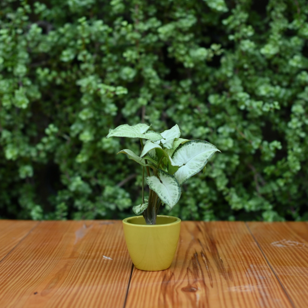 Mini Ceramic Kullad Pot For Home Dcor