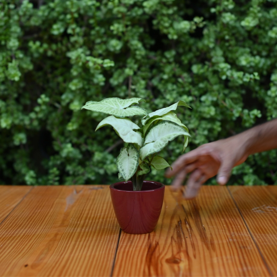 Mini Ceramic Kullad Pot For Home Dcor