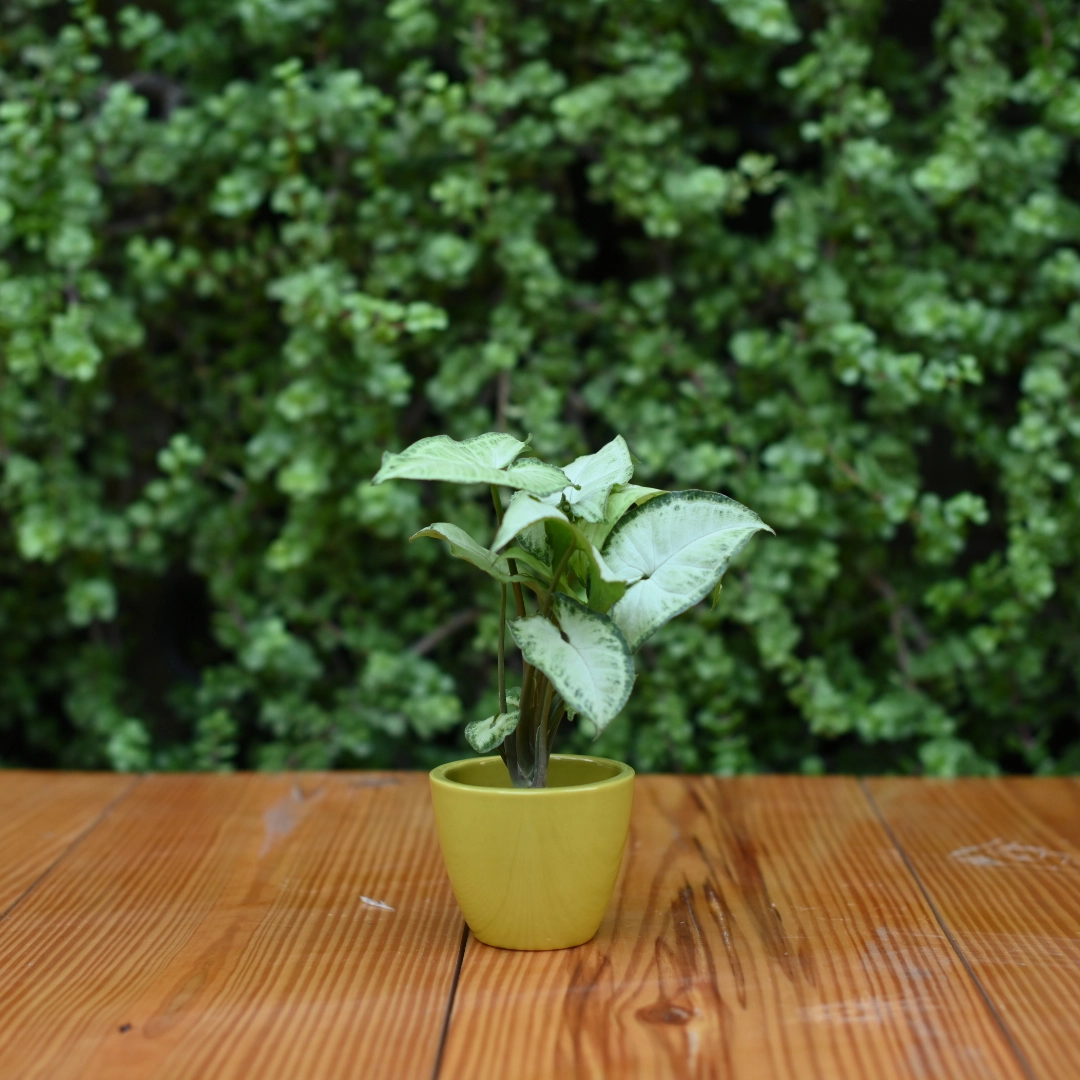 Mini Ceramic Kullad Pot For Home Dcor