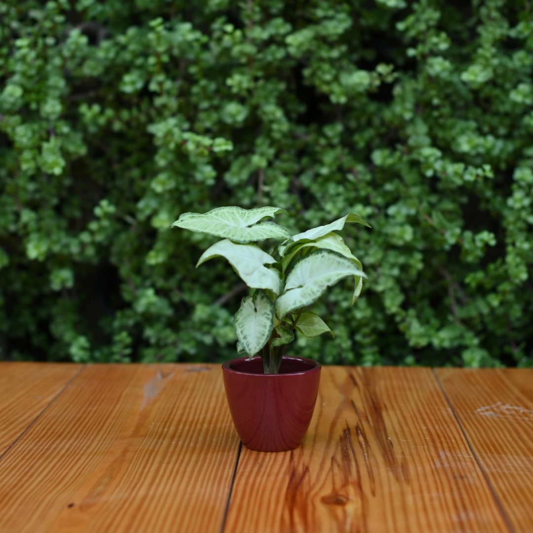 Mini Ceramic Kullad Pot For Home Dcor