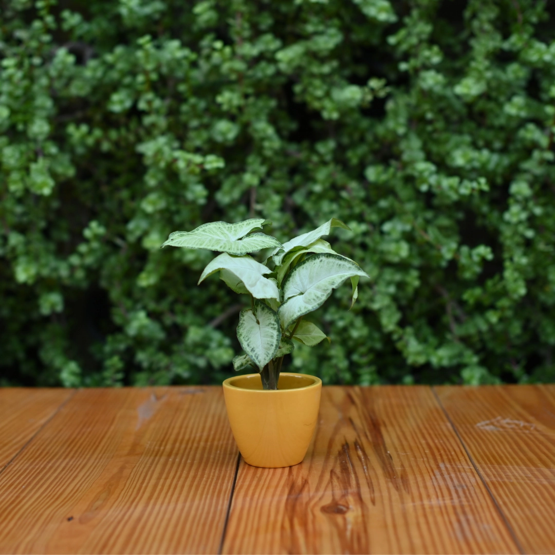 Mini Ceramic Kullad Pot For Home Dcor