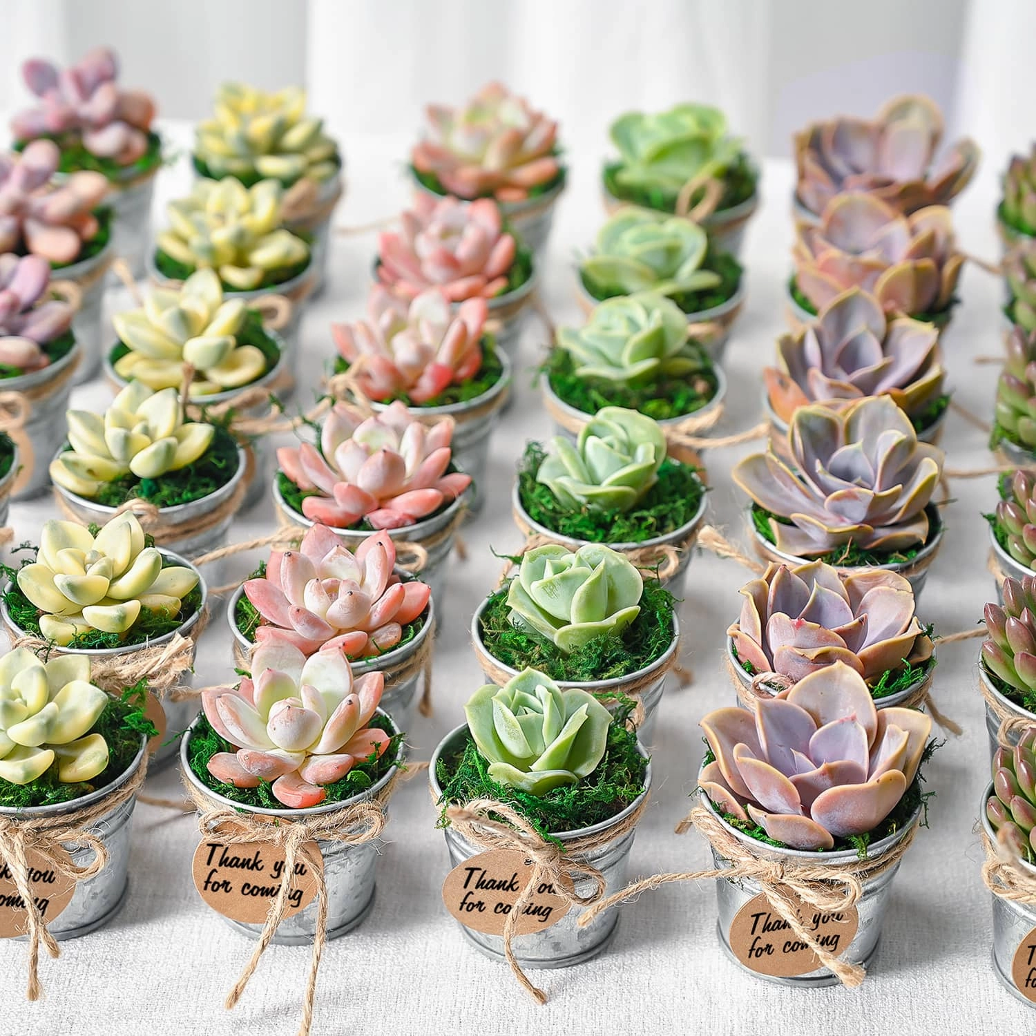 Mini Classic Metal Bucket Succulent Favors (Tag Custom Supported) mini ornamental plant  